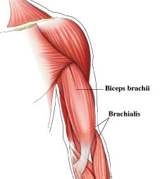 Biceps brachii brachialis